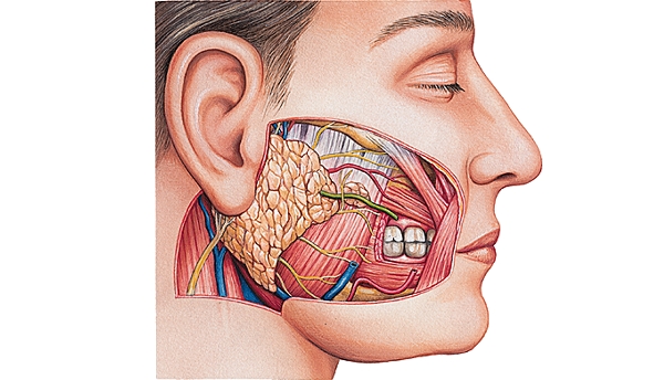 Pathologies des glandes salivaires - orl.nc
