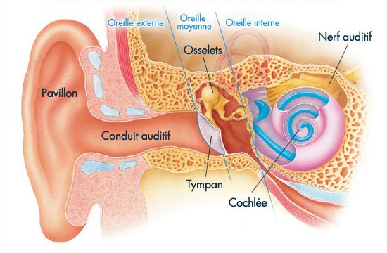 Otite : généralités, anatomie de l'oreille, l'otite externe