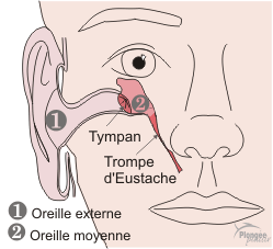 trompe d'Eustache oreille externe, oreille moyenne
