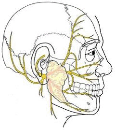 paralysie faciale, anatomie nerf facial