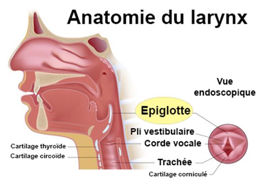 Pathologies des Cordes Vocales-Dysphonie - orl.nc